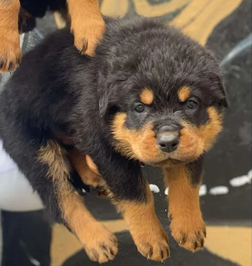 Rottweiler