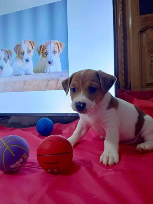 Jack Russell