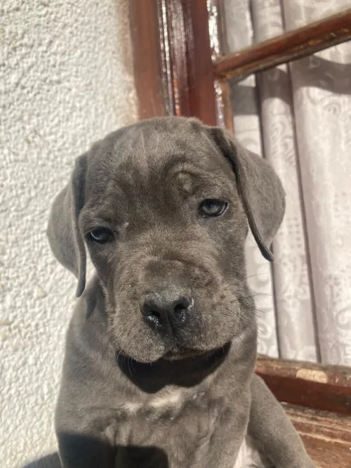 Cane corso