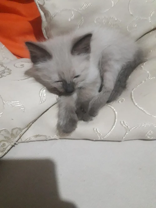 Chaton siamois 
