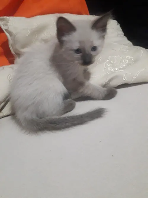 Chaton siamois 