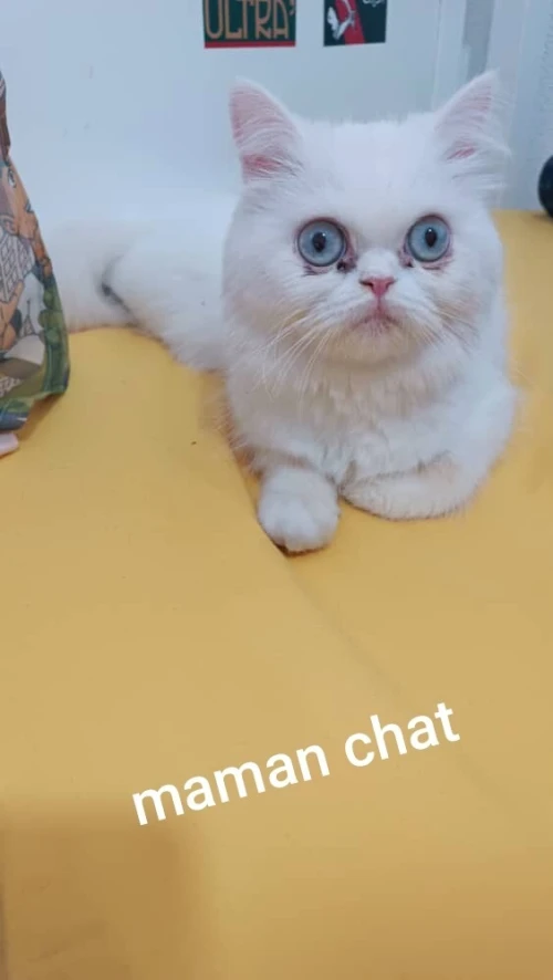 Chatte persan 