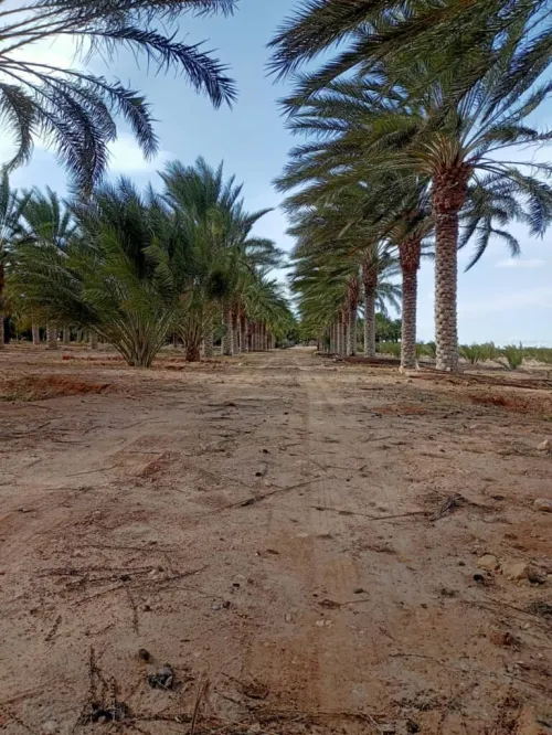 Vente Terrain Agricole Biskra Tolga