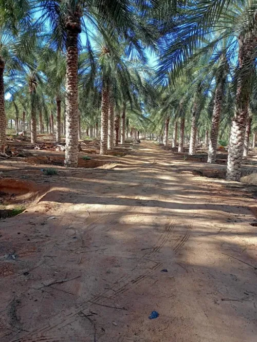 Vente Terrain Agricole Biskra Tolga