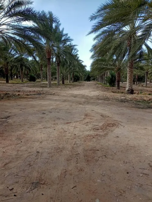Vente Terrain Agricole Biskra Tolga