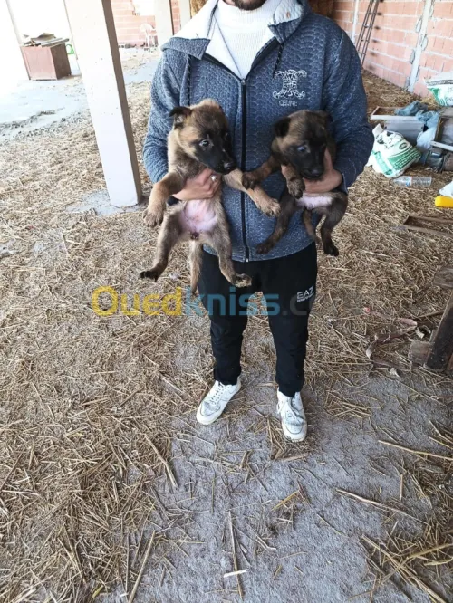 2 chiots femelles malinois