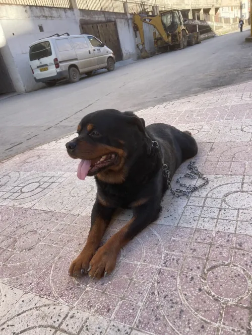 rottweiler
