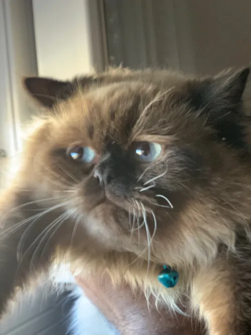 Le chat personne poiLong 