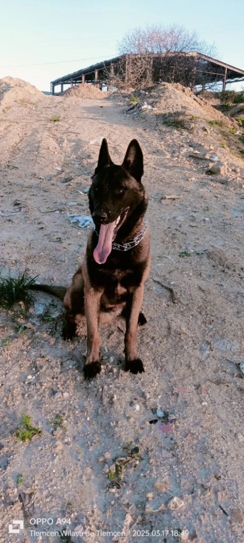 Chien Malinois adulte agés de 18mois pure race
