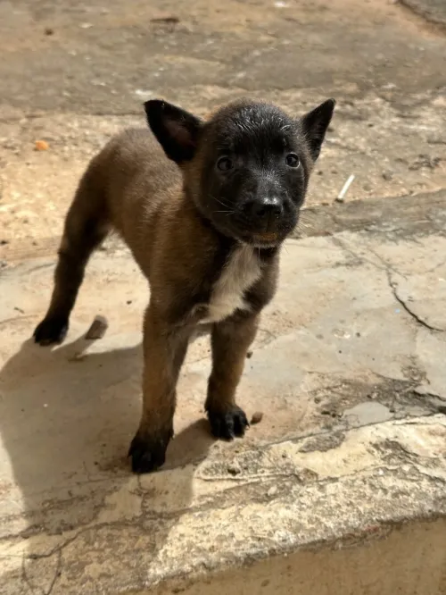 Malinois femelles pure race charbonné