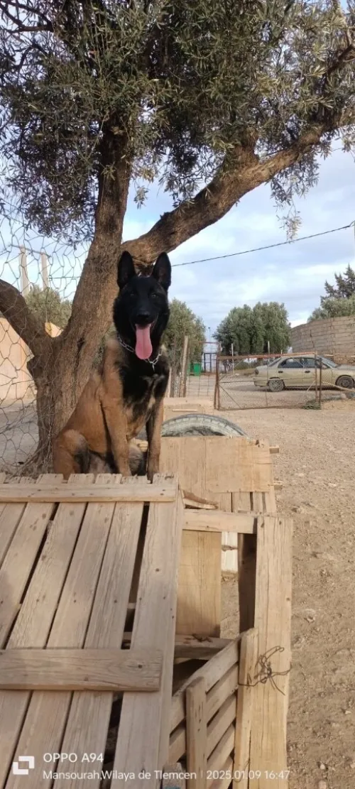 Malinois femelles pure race charbonné