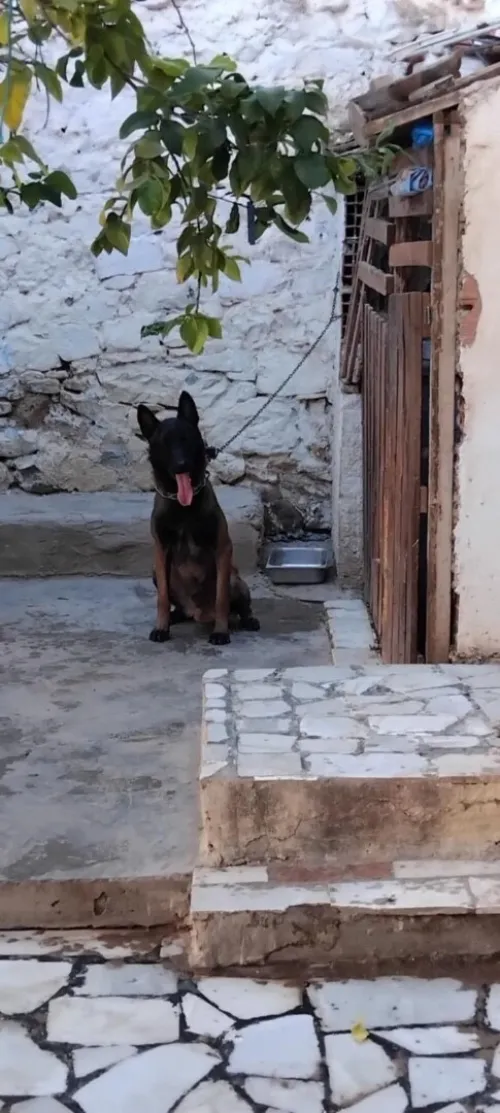 Chien Malinois adulte agés de 18mois pure race