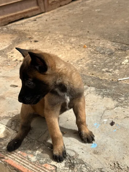 Malinois femelles pure race charbonné