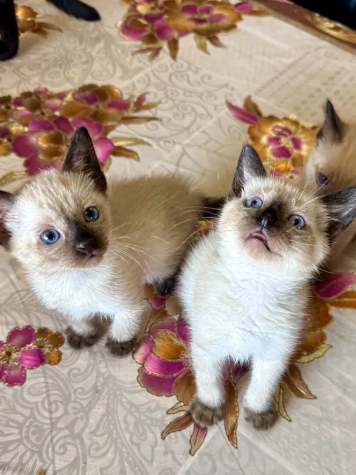 Chats siamois