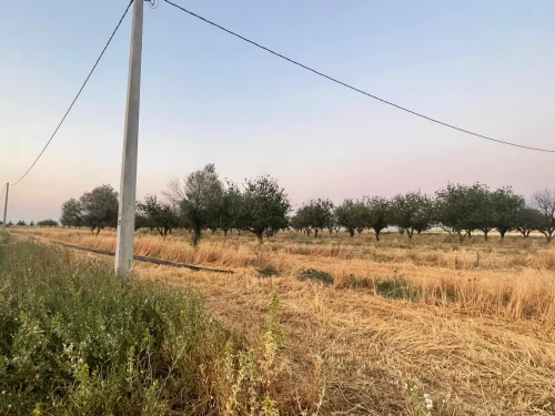 Vente Terrain Agricole Khenchela Mtoussa