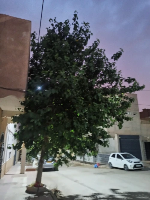 Vente Villa Laghouat Laghouat