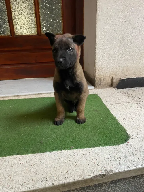 Malinois 55 jours