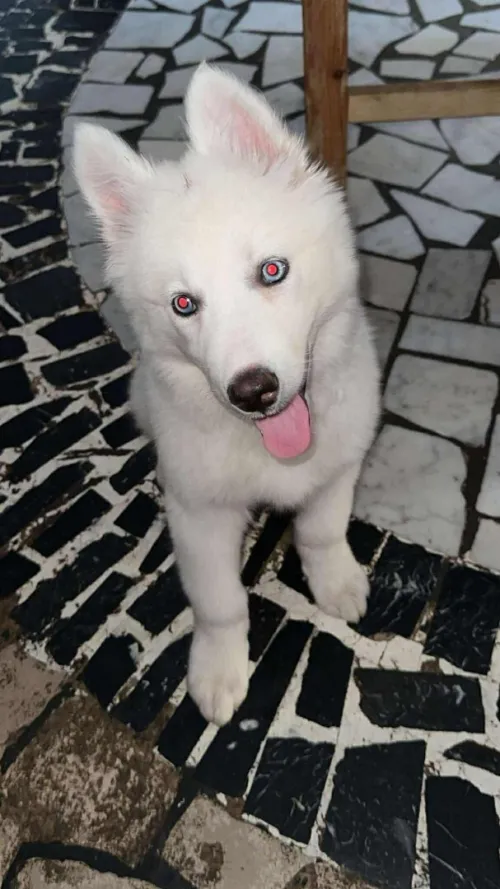 Husky