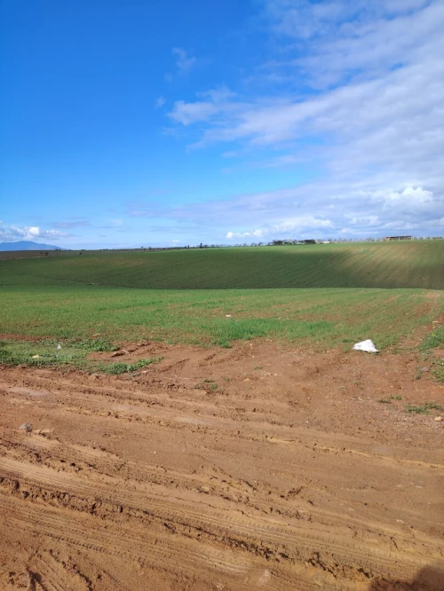 Vente Terrain Agricole Tipaza Bou haroun