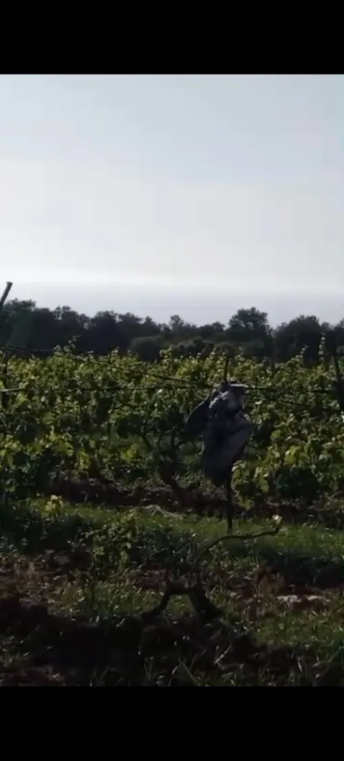 Vente Terrain Agricole Tipaza Ain tagourait