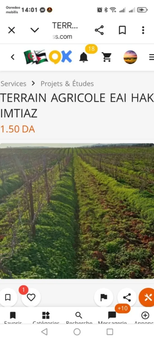 Vente Terrain Agricole Tipaza Ain tagourait