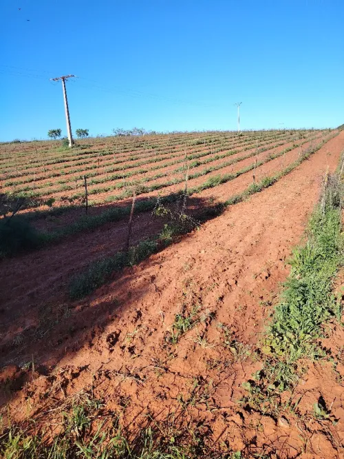 Vente Terrain Agricole Tipaza Ain tagourait