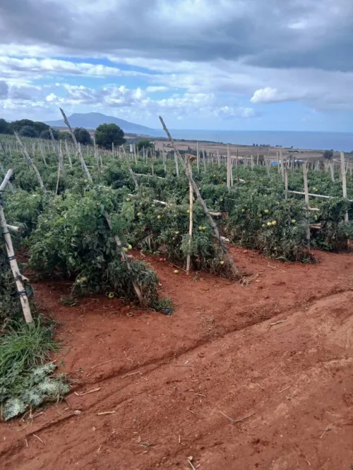 Vente Terrain Agricole Tipaza Ain tagourait