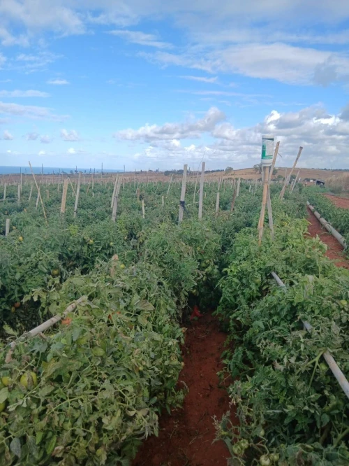 Vente Terrain Agricole Tipaza Ain tagourait