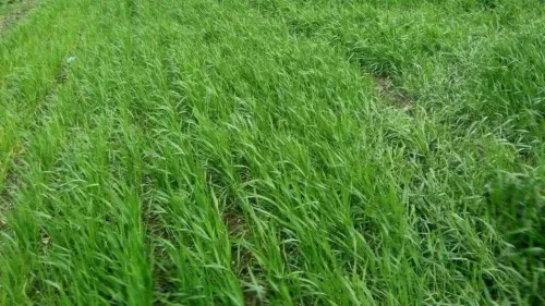 Vente Terrain Agricole In Salah Foggaret Ezzoua