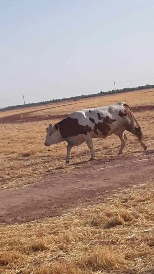 Vente Terrain Agricole In Salah Foggaret Ezzoua