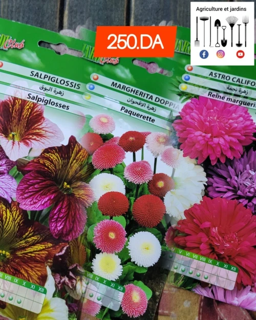Semences fleurs (partie 1)
