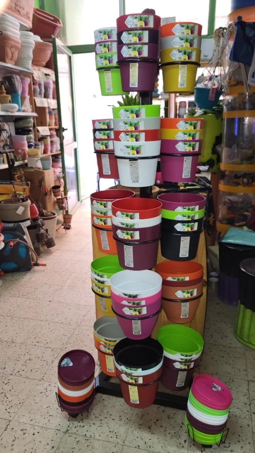 Pots kamelia différentes couleurs et dimensions 