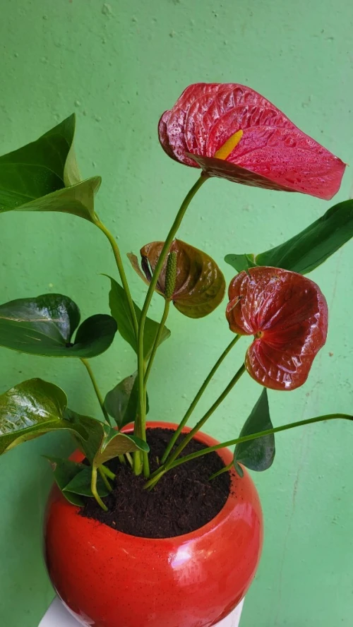 Plante d'intérieur 