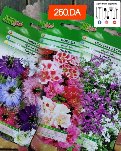 Semences fleurs (partie 1)