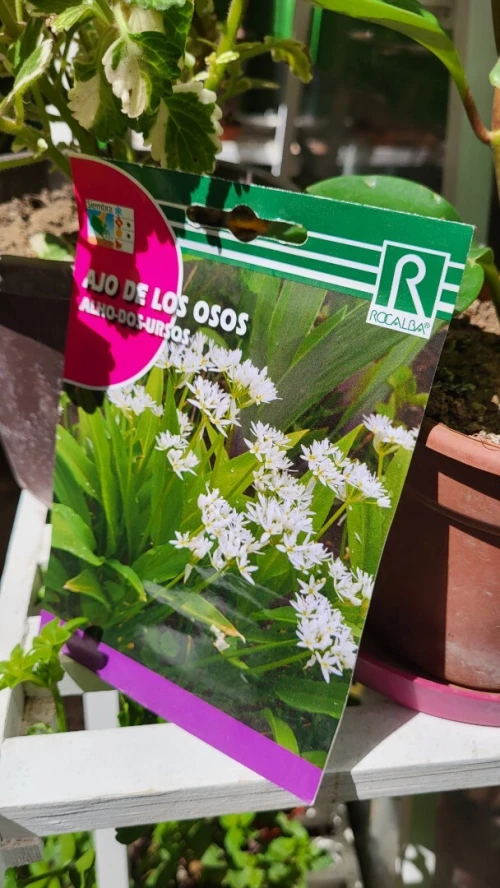 Semences fleurs 