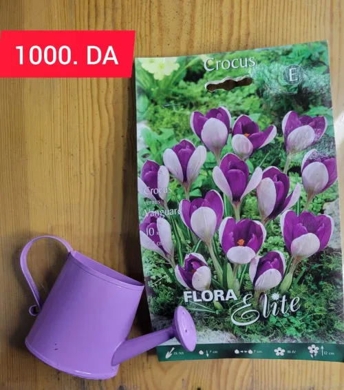 Crocus bulbes 