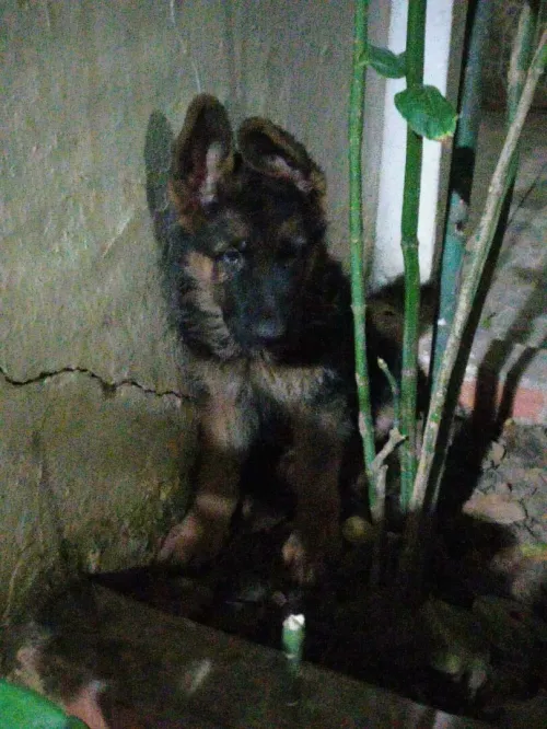 Chien, berger allemand