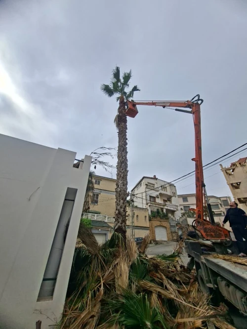Nettoyage des jardins et abattage et elagage des arbres