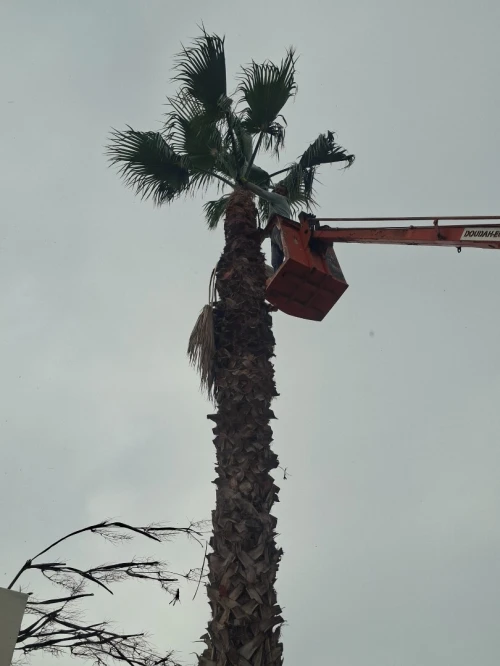Abattage et elagage et taillage des arbres