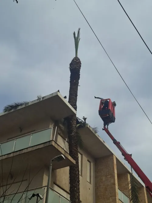 Abattage des arbres , taille et elagage des arbres , تقطيع الاشجار