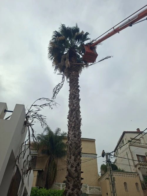 Abattage des arbres , taille et elagage des arbres , تقطيع الاشجار