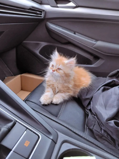 Persian Chaton