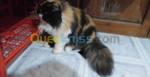 Femelle persan 
