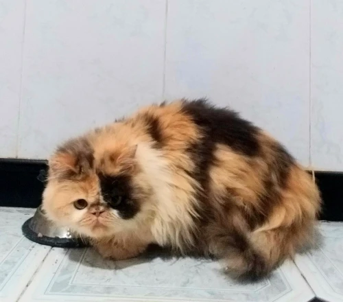 Persan calico