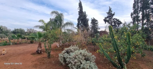 Vente Terrain Agricole Oran Es senia