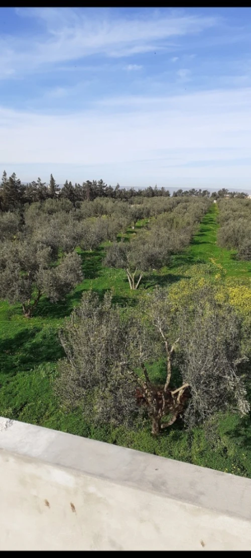 Vente Terrain Agricole Oran Es senia
