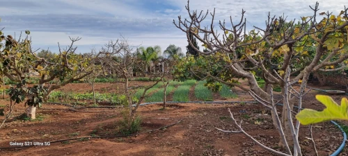 Vente Terrain Agricole Oran Es senia