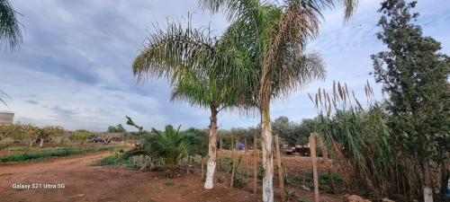 Vente Terrain Agricole Oran Es senia
