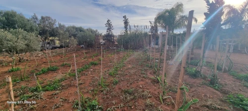Vente Terrain Agricole Oran Es senia