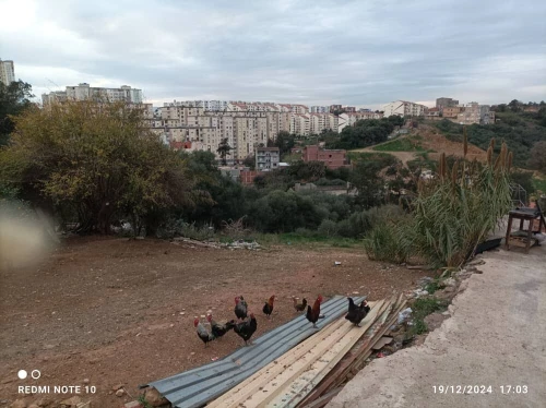 Vente Terrain Alger Ain naadja